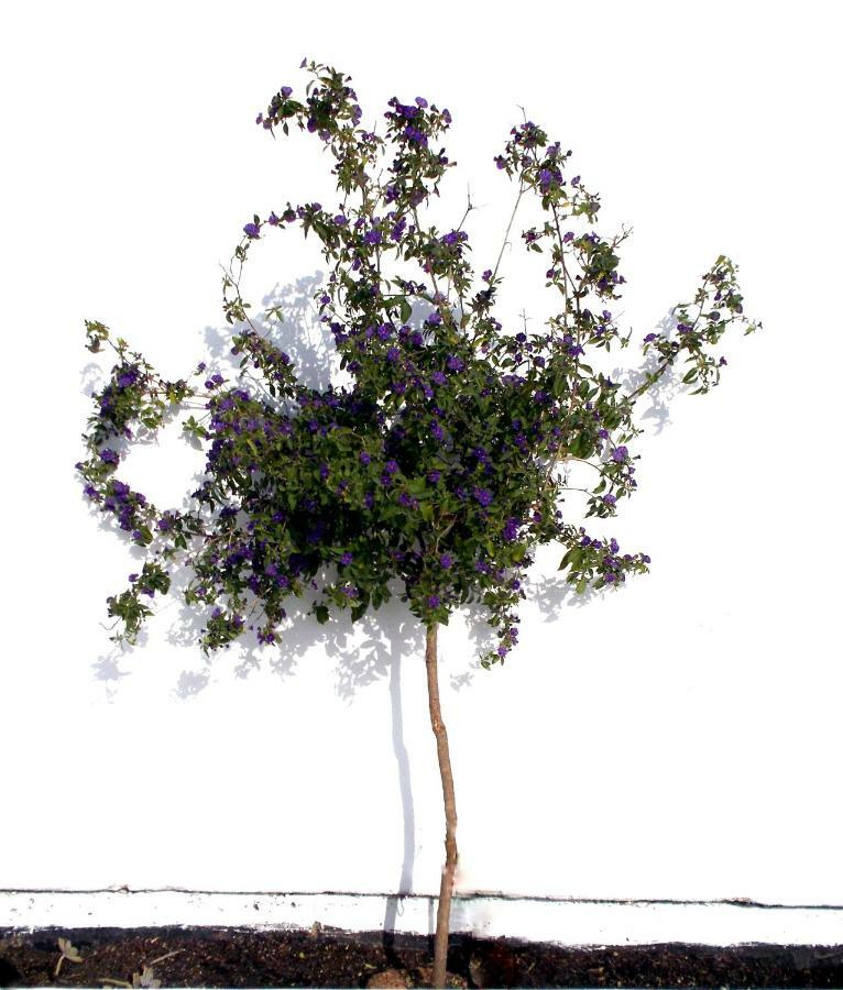 Ios Art Villa Dış mekan fotoğraf