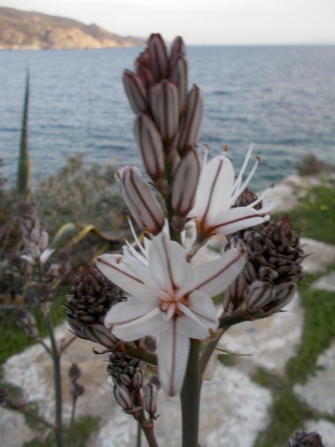 Ios Art Villa Dış mekan fotoğraf
